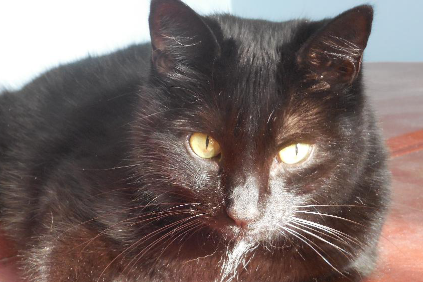 Susan Crossett writing for Musings from the Hill