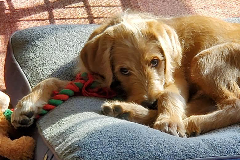 Susan Crossett writing for Musings from the Hill