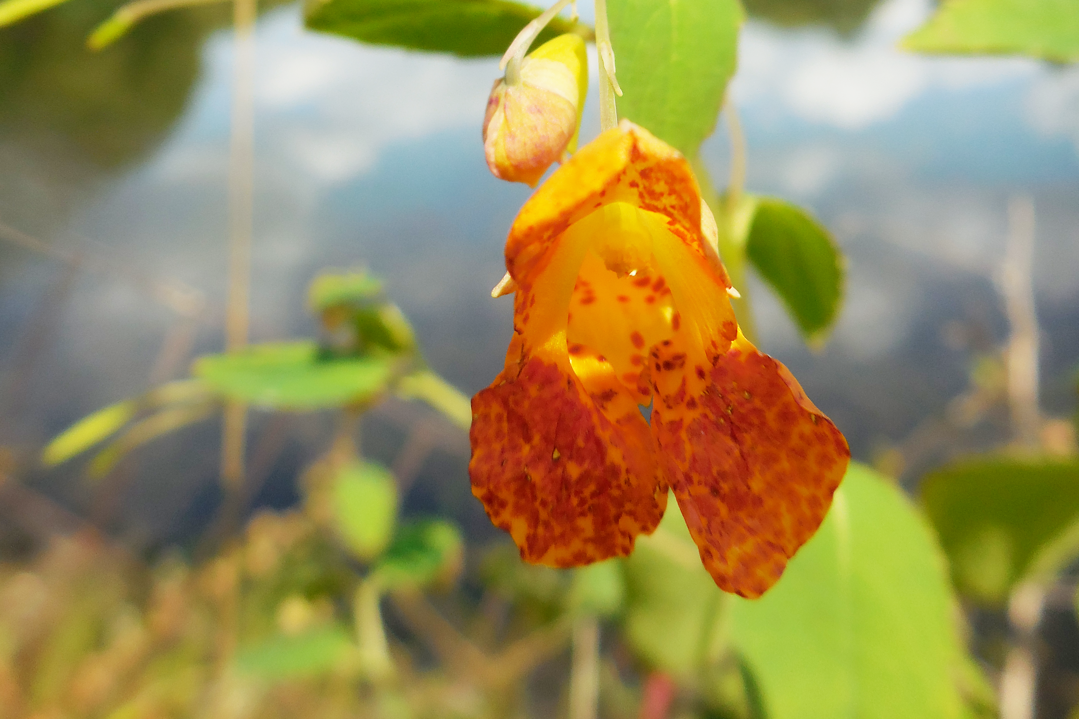 Susan Crossett writing for Musings from the Hill