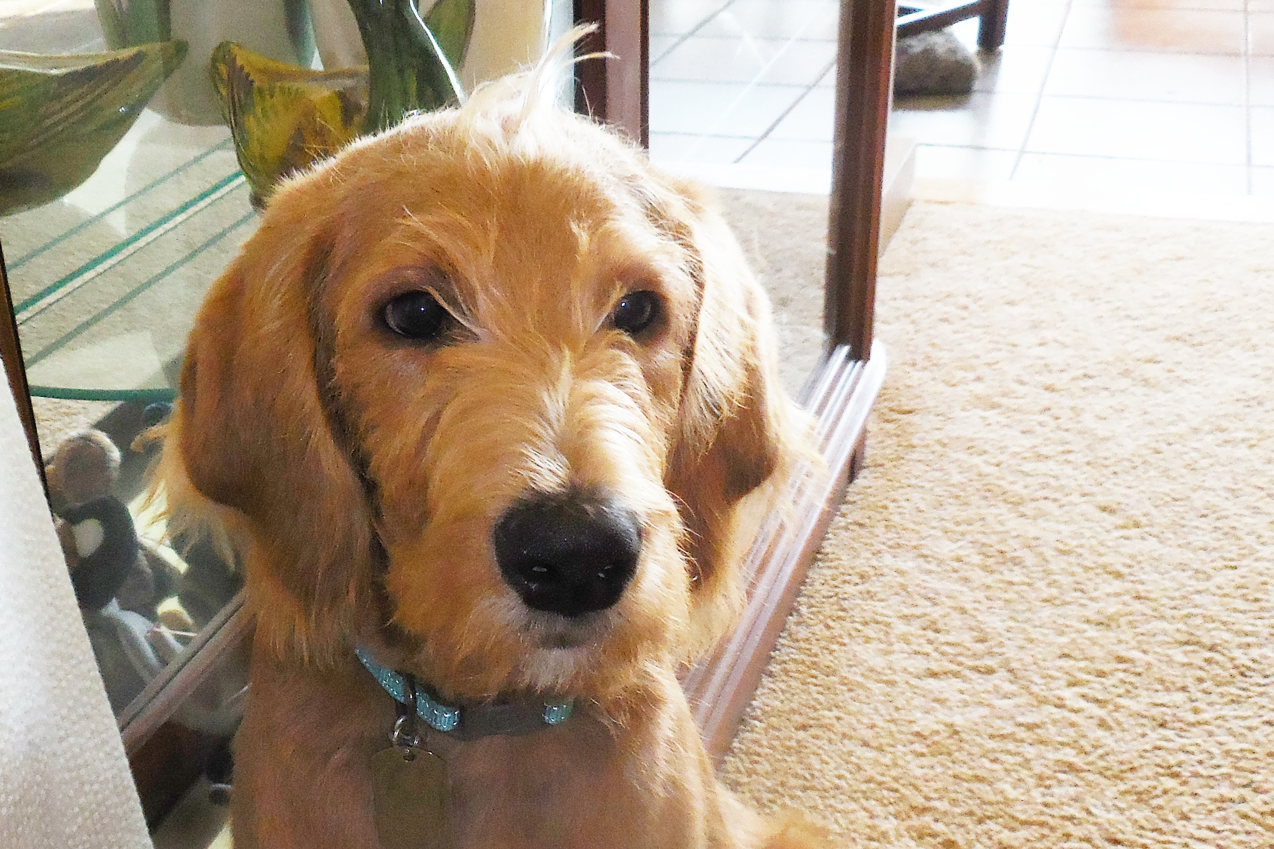 Susan Crossett writing for Musings from the Hill