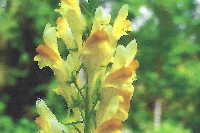 Susan Crossett writing for Musings from the Hill