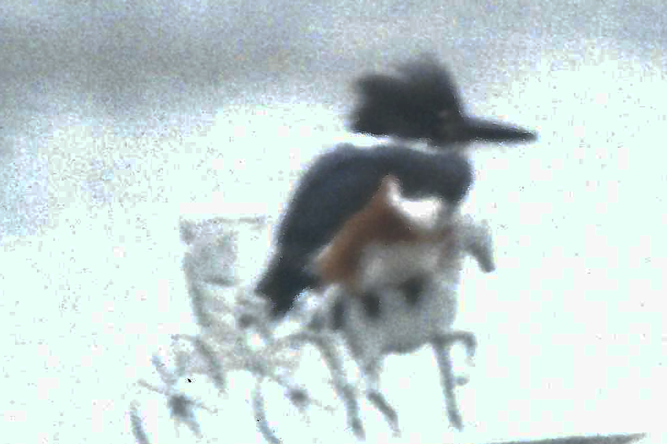 Susan Crossett writing for Musings from the Hill