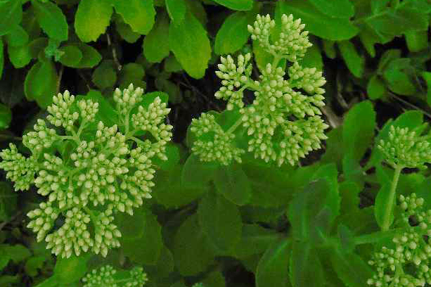 Susan Crossett writing for Musings from the Hill